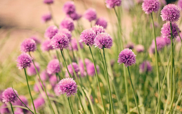 Purple flowers spring blurry background free wallpaper for desktop - medium preview image