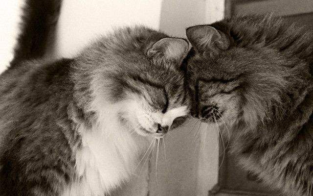 Cat kissing mirror close love free wallpaper for desktop - medium preview image