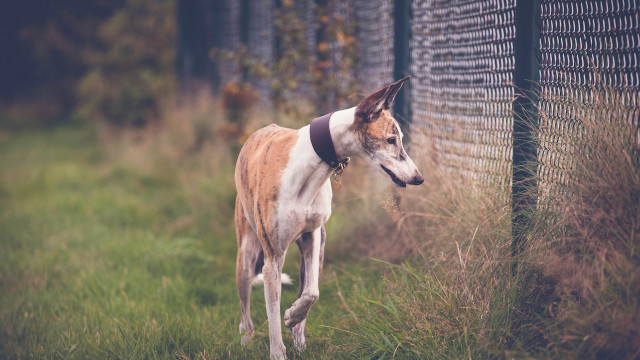 Dog fence grass black collar free wallpaper for desktop - medium preview image