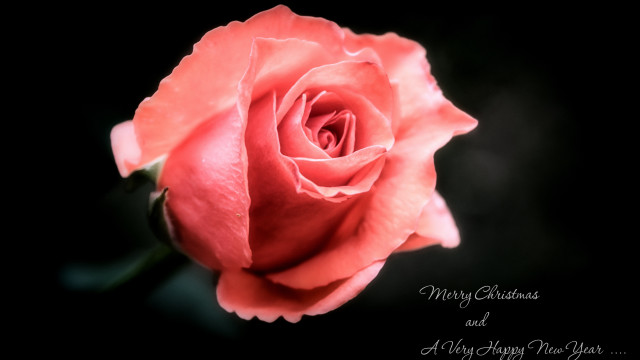 Pink rose macro christmas art free wallpaper for desktop - medium preview image