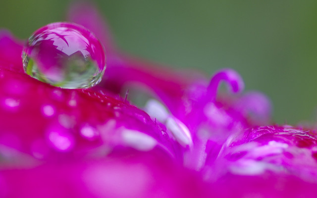 Pink flower water glow macro free wallpaper for desktop - medium preview image