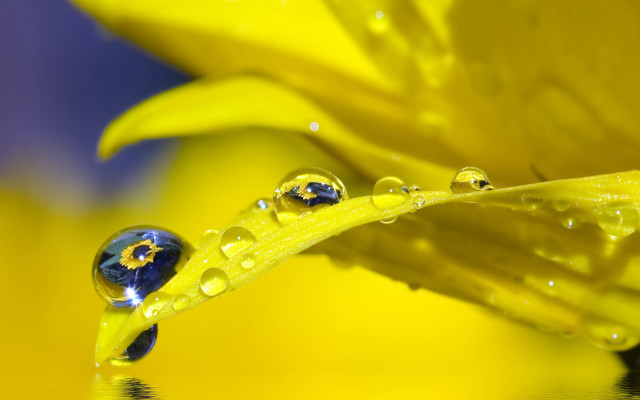 Yellow flower water droplets macro #13 free wallpaper for desktop - medium preview image