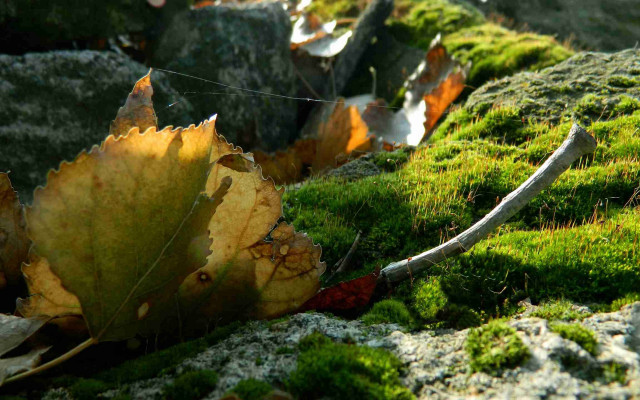 Leaf moss rock wall wire free wallpaper for desktop - medium preview image