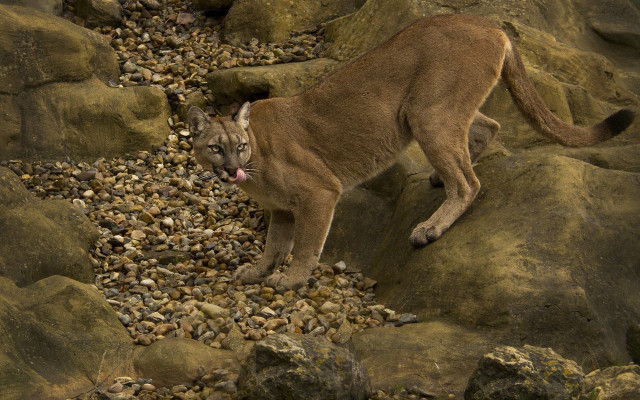 Mountain lion rocky hillside open free wallpaper for desktop - medium preview image