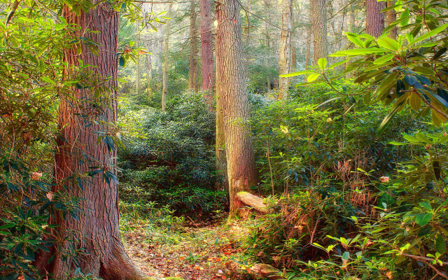 Forest path bench nature vines free wallpaper for desktop - medium preview image