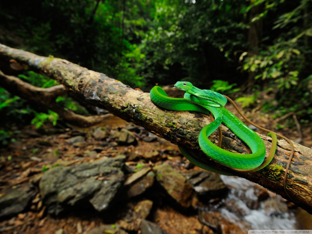Green lizard branch woods stream free wallpaper for desktop - medium preview image