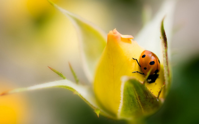 Ladybug yellowflower bud garden macro free wallpaper for desktop - medium preview image