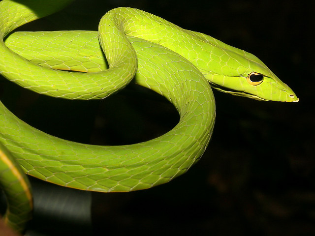 Green snake curled branch tongue free wallpaper for desktop - medium preview image