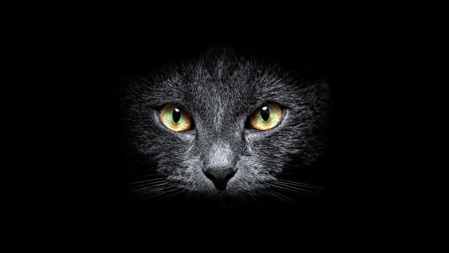 Black cat yellow eyes closeup #2 free wallpaper for desktop - medium preview image
