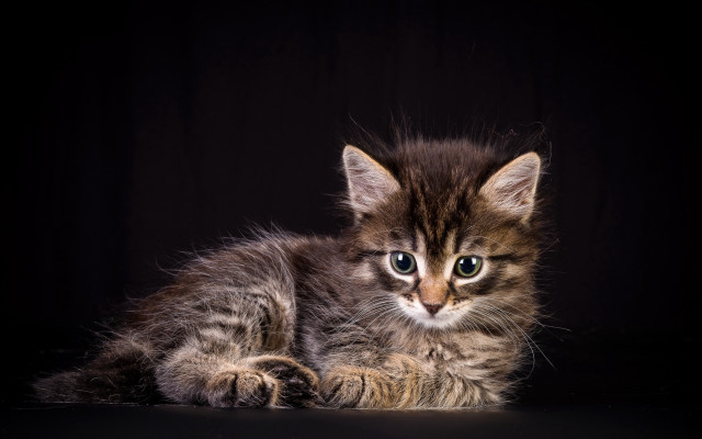 Small kitten black surface blue free wallpaper for desktop - medium preview image