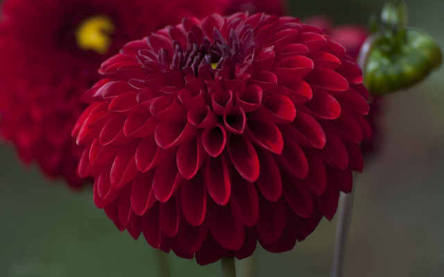 Red flower green stem macro free wallpaper for desktop - medium preview image