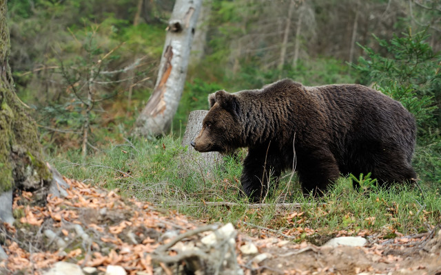 Brown bear forest sunny day free wallpaper for desktop - medium preview image