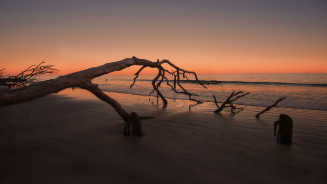 Tree branch beach sunset reflection free wallpaper for desktop - medium preview image