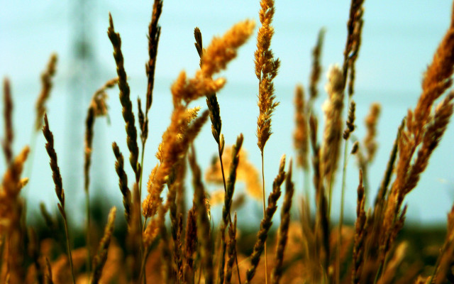 Grass sky bokeh autumn leaves free wallpaper for desktop - medium preview image