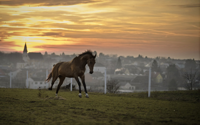 Horse field city sunset clouds free wallpaper for desktop - medium preview image