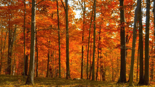 Autumn forest leaves fire fence free wallpaper for desktop - medium preview image