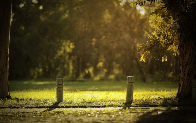 Park tree fence grass tiltshift free wallpaper for desktop - medium preview image