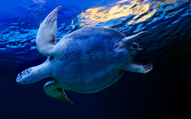 Turtle ocean blue background holography free wallpaper for desktop - medium preview image