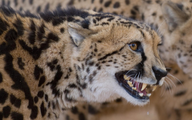 Cheetah open mouth furry art free wallpaper for desktop - medium preview image