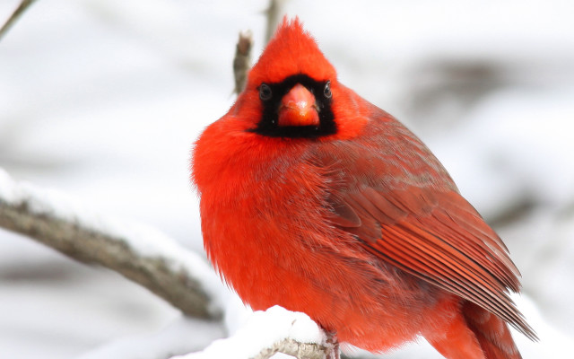 Red bird snow branch naturalism free wallpaper for desktop - medium preview image