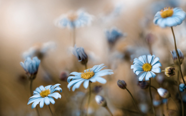 Blue flower bloom bokeh macro free wallpaper for desktop - medium preview image