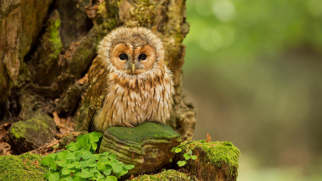 Small owl mossy log forest free wallpaper for desktop - medium preview image
