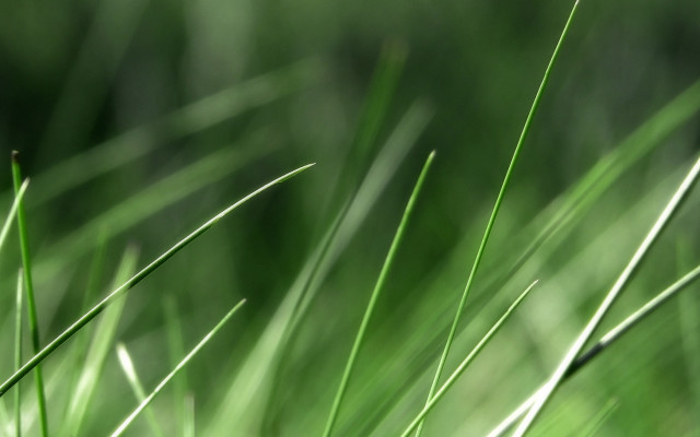Green grass macro ecological art free wallpaper for desktop - medium preview image