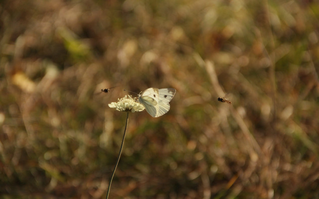 White butterfly flower field macro free wallpaper for desktop - medium preview image