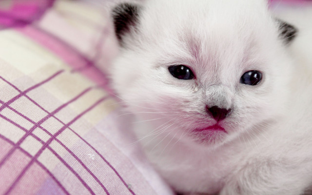 White kitten pink blanket blurry free wallpaper for desktop - medium preview image