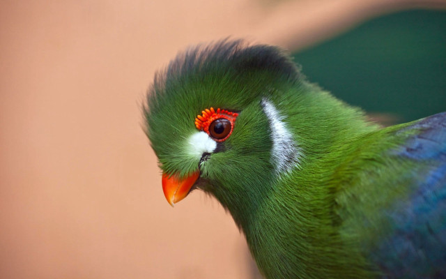 Green bird red white headband free wallpaper for desktop - medium preview image
