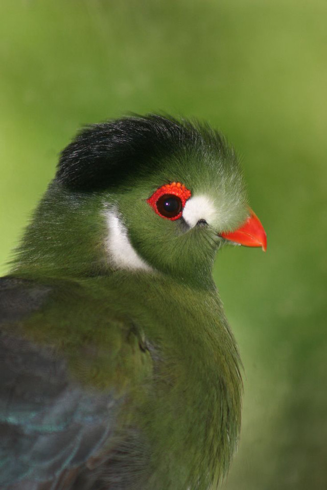 Bird closeup red beak black free wallpaper for mobile - medium preview image