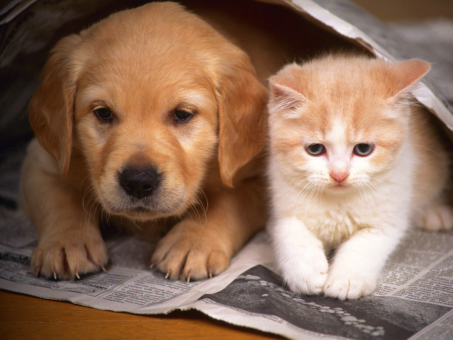 Puppy cat under paper bag free wallpaper for desktop - medium preview image