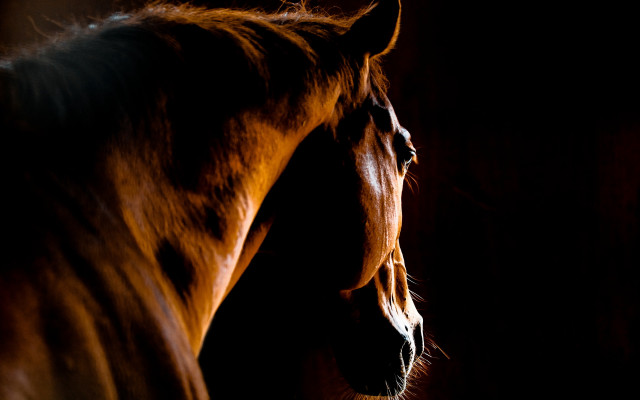 Horse dark side light tylism free wallpaper for desktop - medium preview image