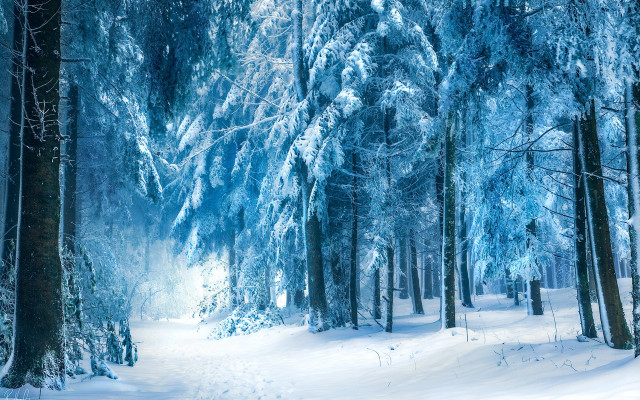 Snowy forest path magic matte free wallpaper for desktop - medium preview image