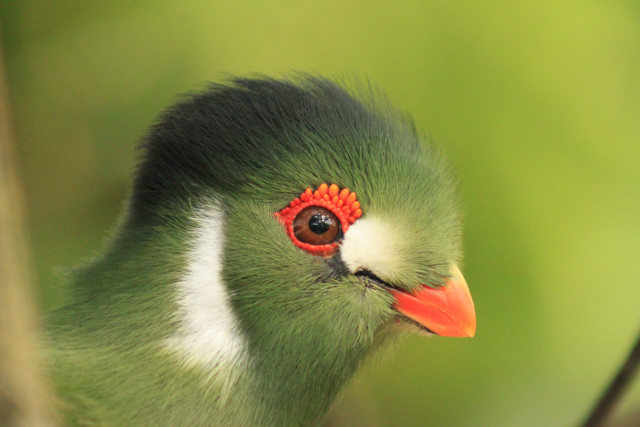 Bird red eye green blurry free wallpaper for desktop - medium preview image