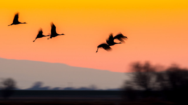 Flock birds sunset sky crow free wallpaper for desktop - medium preview image