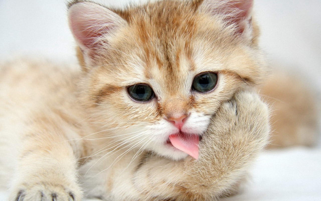 Kitten tongue out glamor pose free wallpaper for desktop - medium preview image