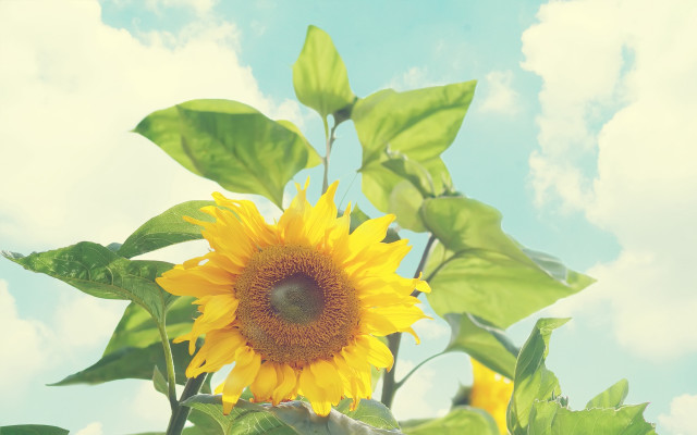 Sunflower blooming sunny day blue free wallpaper for desktop - medium preview image