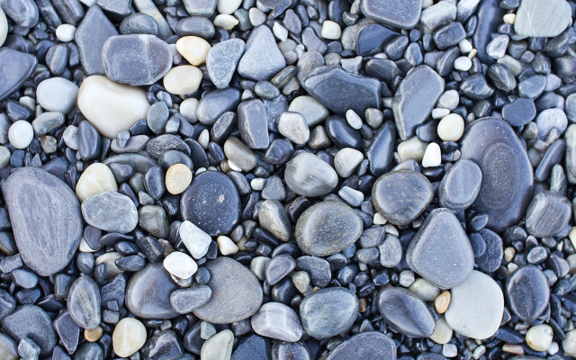 Rocks gravel cat shallow depth free wallpaper for desktop - medium preview image