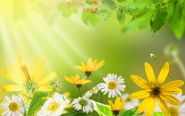 Flower field sunbeam butterfly leaf free wallpaper for desktop - medium preview image