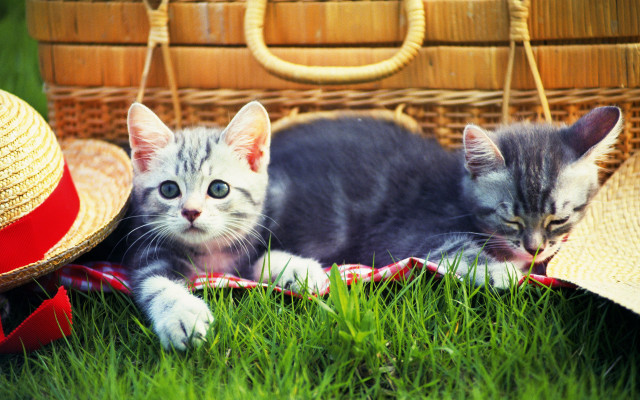 Kittens grass basket hat straw free wallpaper for desktop - medium preview image
