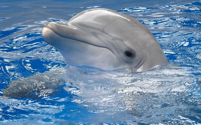 Dolphin fish water blue white free wallpaper for desktop - medium preview image