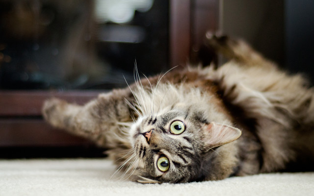 Cat laying on back wide free wallpaper for desktop - medium preview image