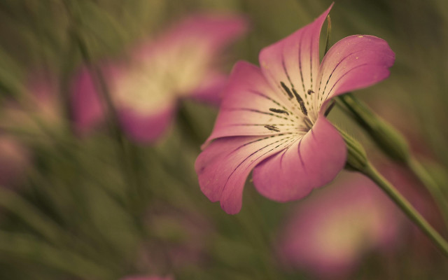 Pink flower closeup bokeh macro #2 free wallpaper for desktop - medium preview image