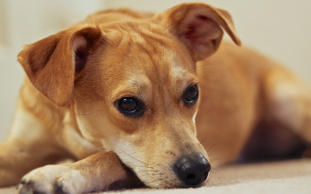 Brown dog sad look shiba free wallpaper for desktop - medium preview image