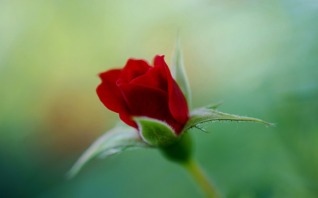 Red rose bud macro shallow free wallpaper for desktop - medium preview image