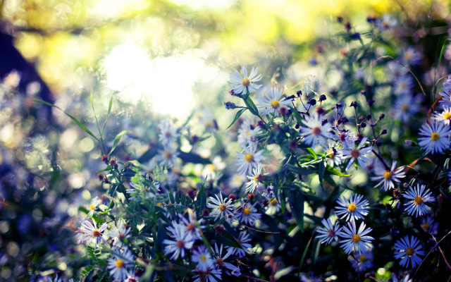 Blue flower field bokeh sunlight free wallpaper for desktop - medium preview image