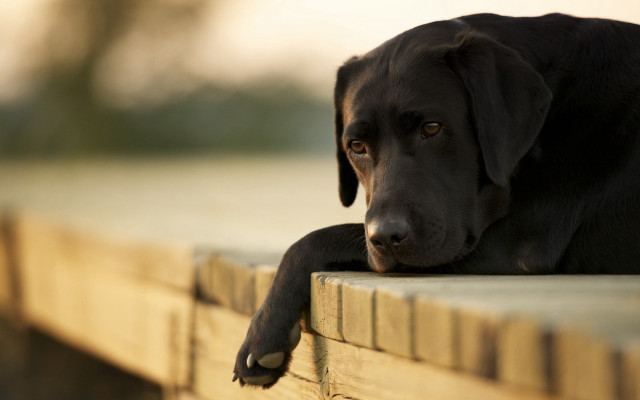 Black dog sitting wooden bench free wallpaper for desktop - medium preview image