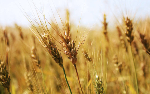 Wheat field blue sky clouds #20 free wallpaper for desktop - medium preview image