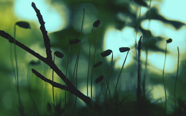 Bamboo moss plant nature forest free wallpaper for desktop - medium preview image